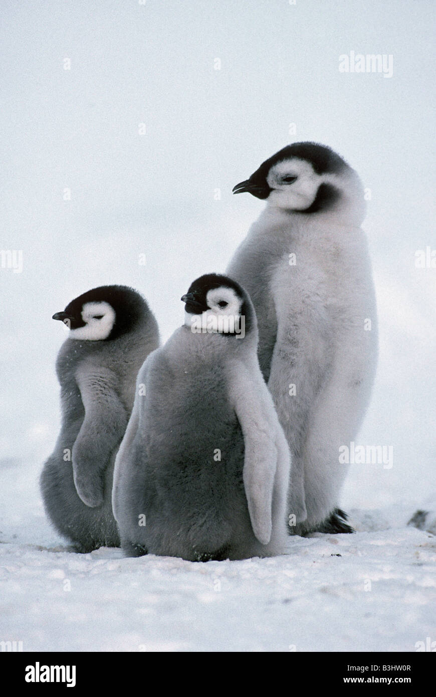 Kaiser-Pinguin Aptenodytes Forsteri Küken Riser Larsen Rookery Antarktis November Stockfoto