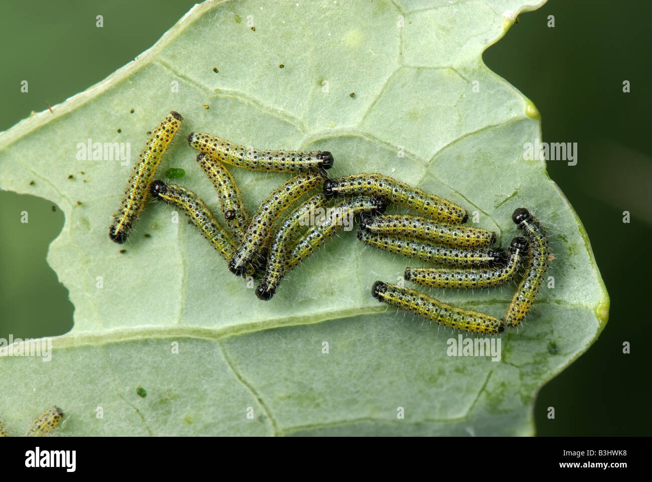 Junge Raupen von einem großen weißen Schmetterling Pieris Brassicae auf eine beschädigte Kohlblatt Stockfoto