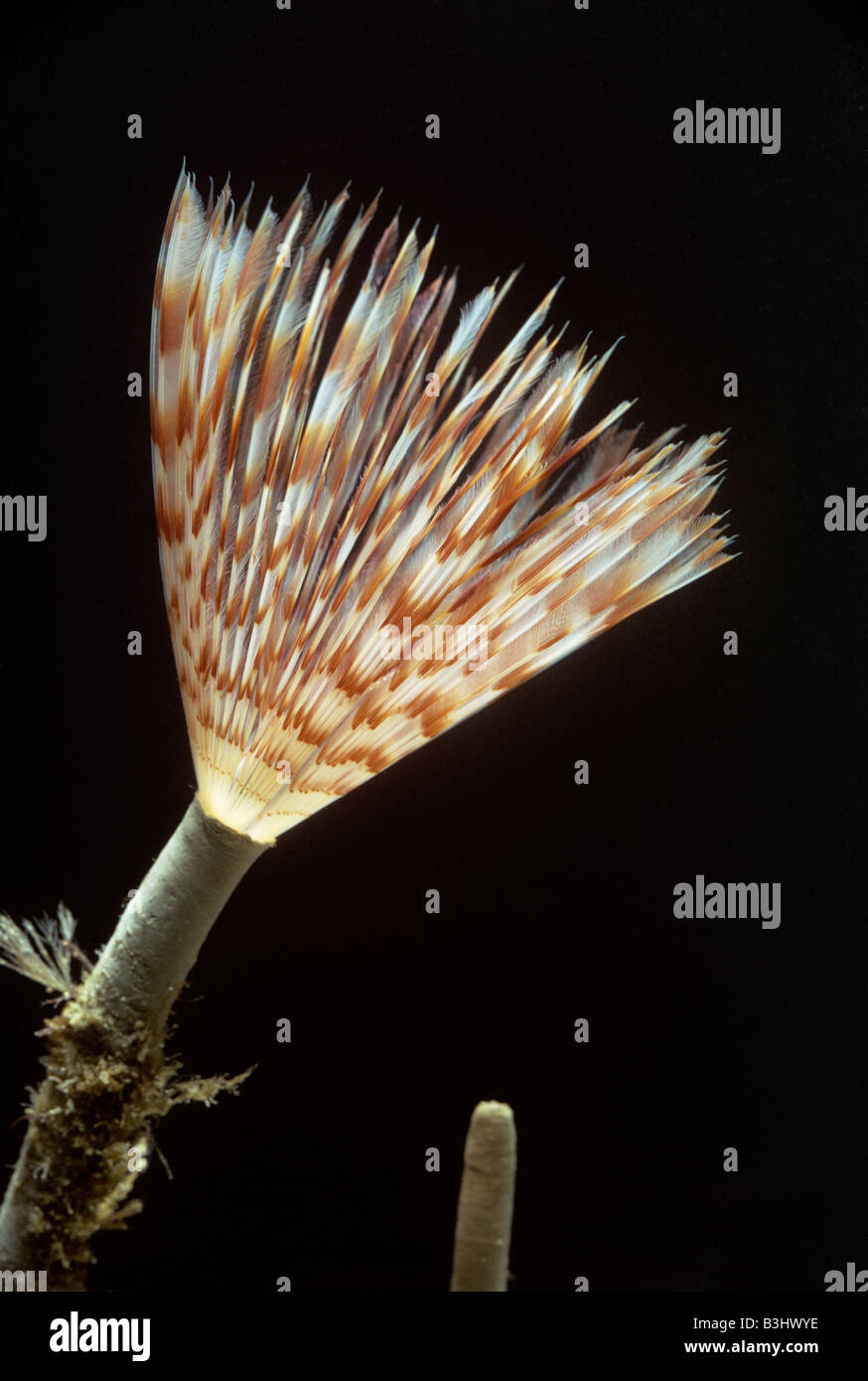 Peacock Wurm Sabella Pavonina aus Rohr Stockfoto