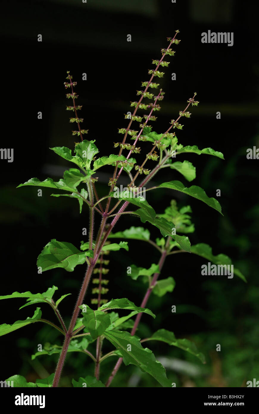 Pflanze Tulsi oder Heiliges Basilikum Ocimum sanctum Tulsi Tulasi oder Heiliges Basilikum hat beide Arzneimittel und spirituelle Bedeutung in Indien Stockfoto