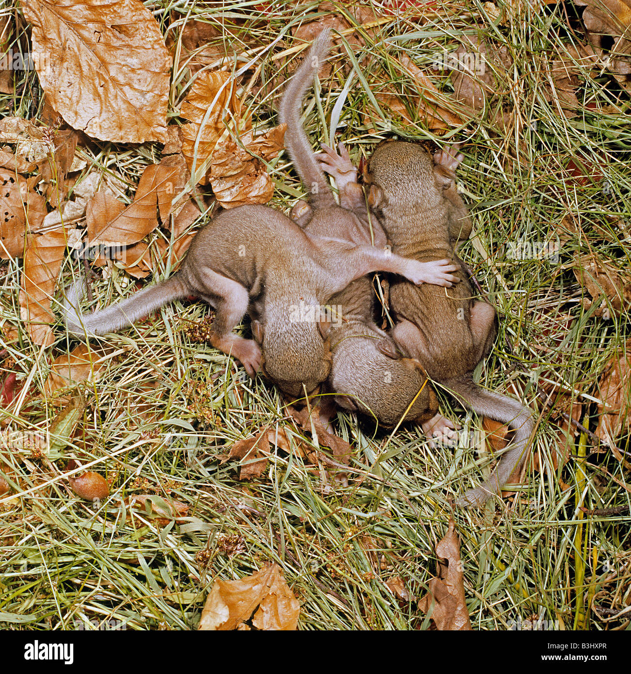 Baby graue Eichhörnchen Sciurus Carolinensis mit wenig Fell auf ihren Körpern kuscheln zusammen, um warm zu halten Stockfoto