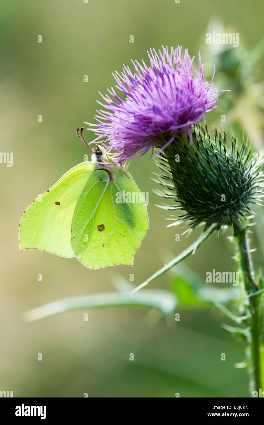 Gonepteryx Rhamni. Brimstone Schmetterling Fütterung auf einer Distel. UK Stockfoto