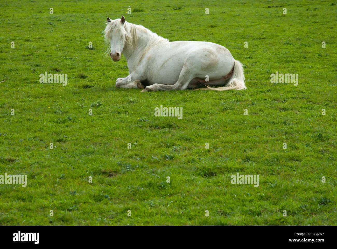 Eine weiße Stute ruht auf dem grünen Rasen des Wolvercote Common, Oxford. Stockfoto