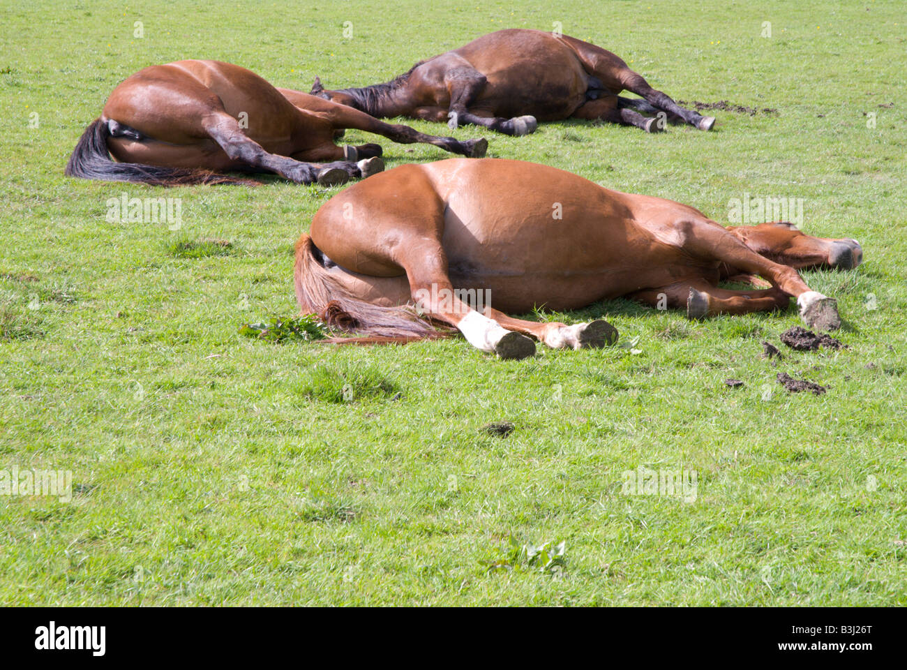 Legen Sich Pferde Zum Schlafen Hin www.alamy.de