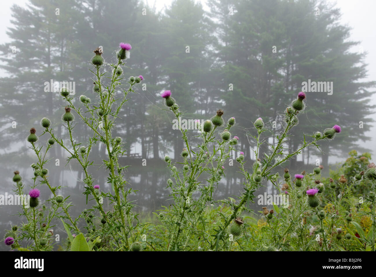 Bull Thistle Cirsium Vulgare in einem Wald von New England in den Sommermonaten ist der Bull Thistle Teil der Aster-Familie Stockfoto