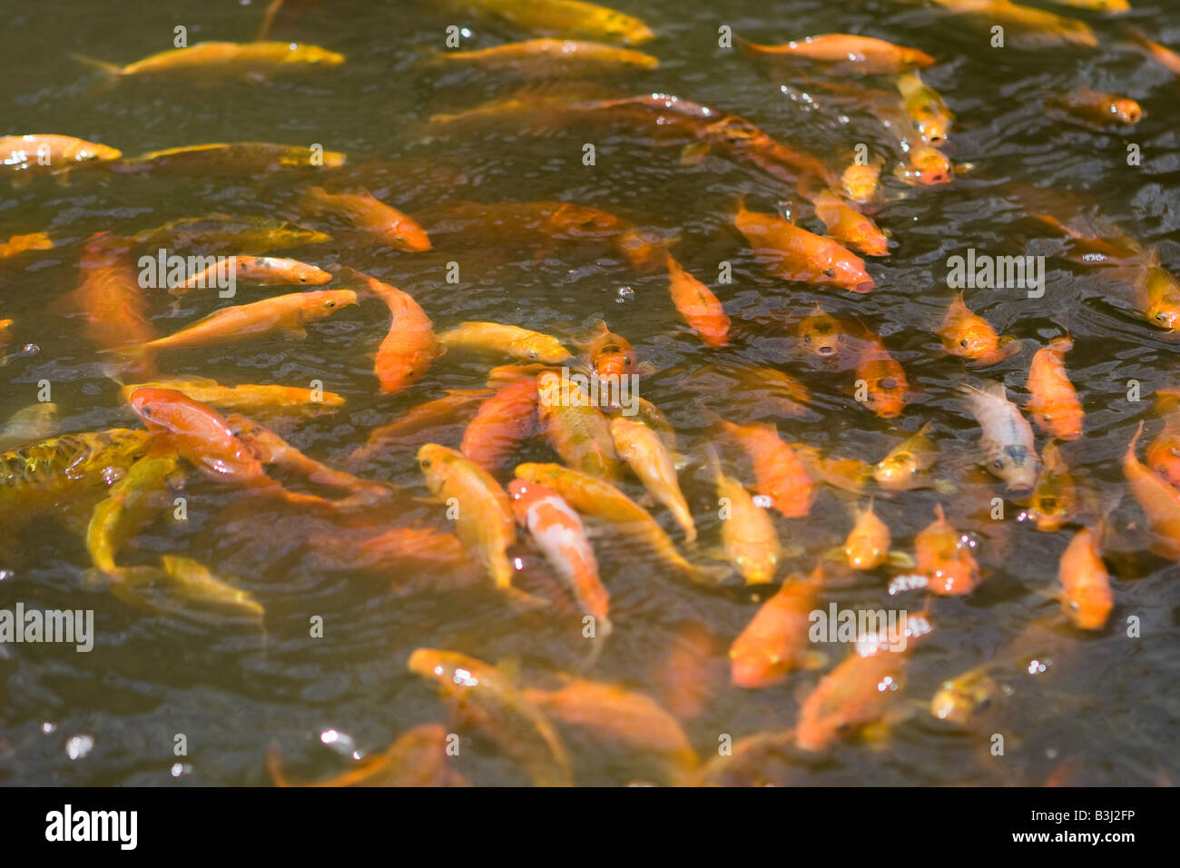 Goldfische im Gartenteich Stockfotografie Alamy
