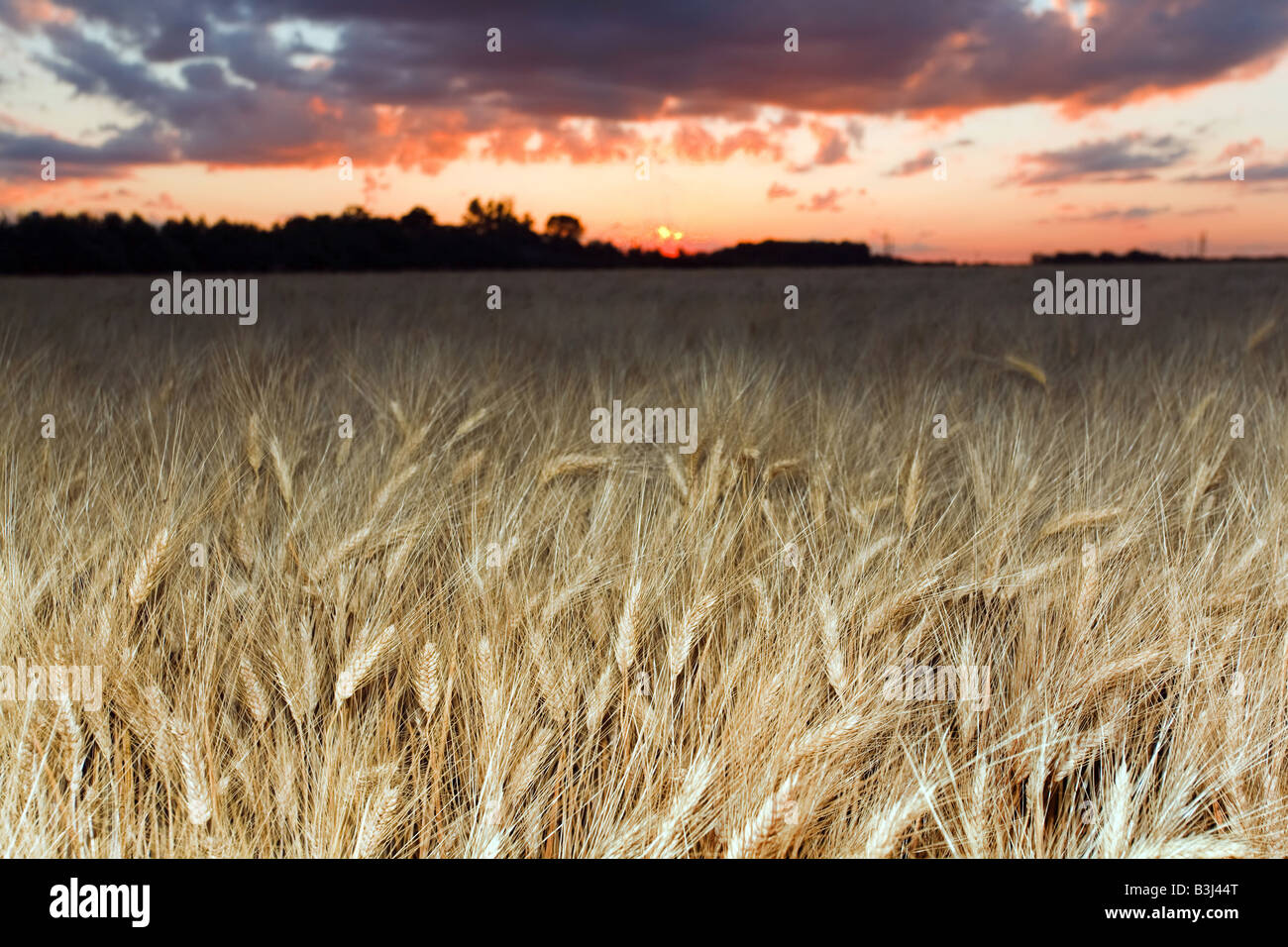 Goldene Weizenfeld in der Abenddämmerung mit Wolken Stockfoto