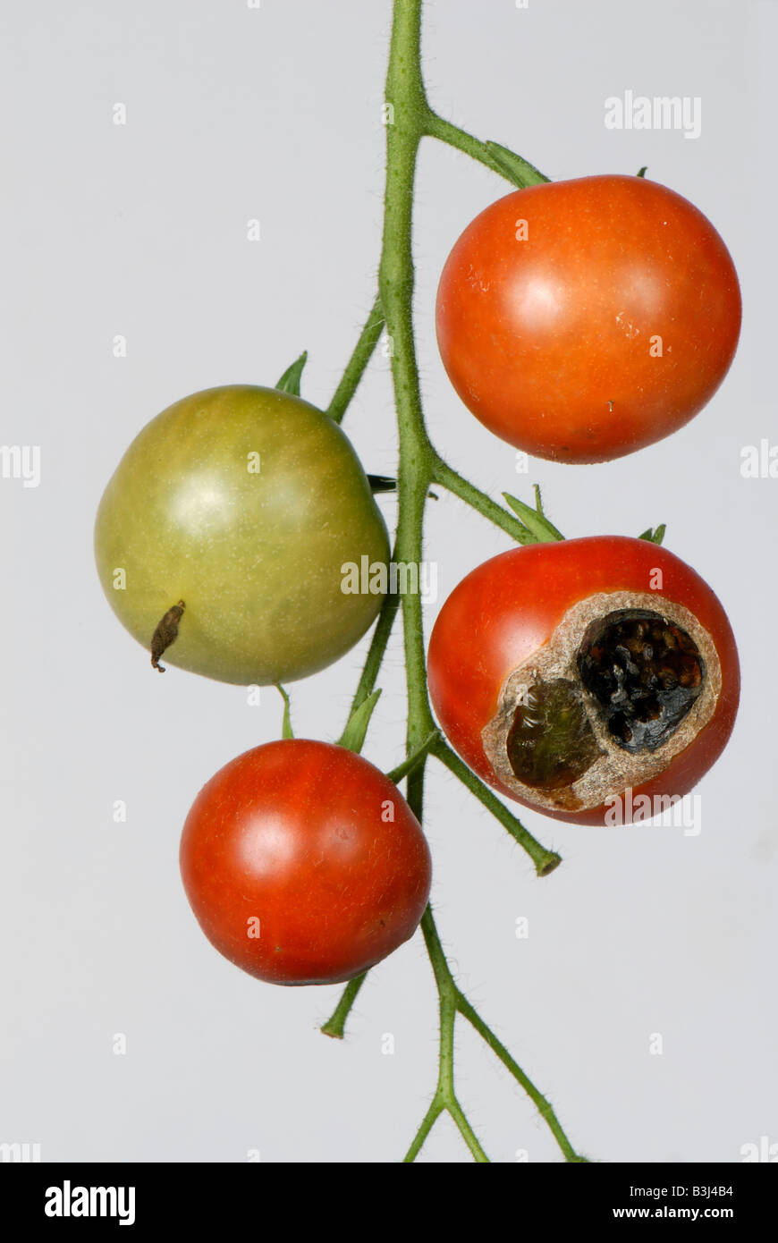 Garten Sie-Schnecke Cornu Aspersum Weiden Schäden an Blüte Ende Reife Gärtner Freude Cherry-Tomaten Stockfoto