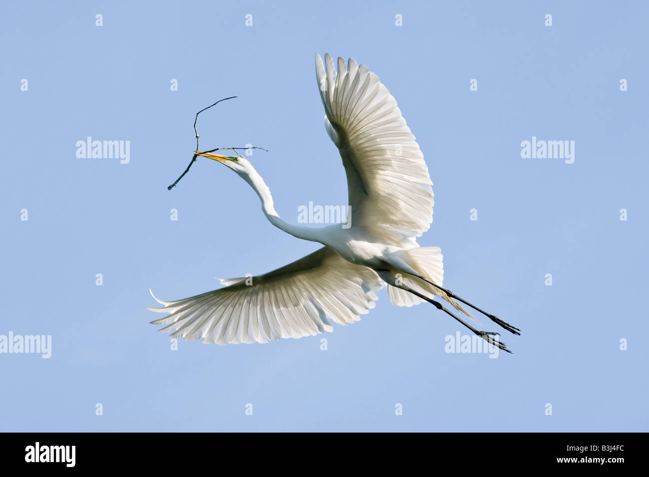 Ein Erwachsener Silberreiher im Flug Stockfoto