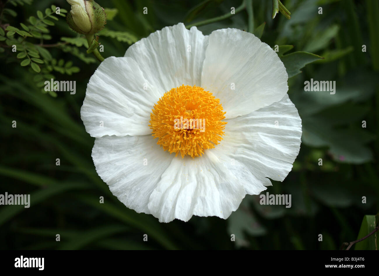 Romneya Coulteri White Cloud krautige Baum Mohn Stockfoto