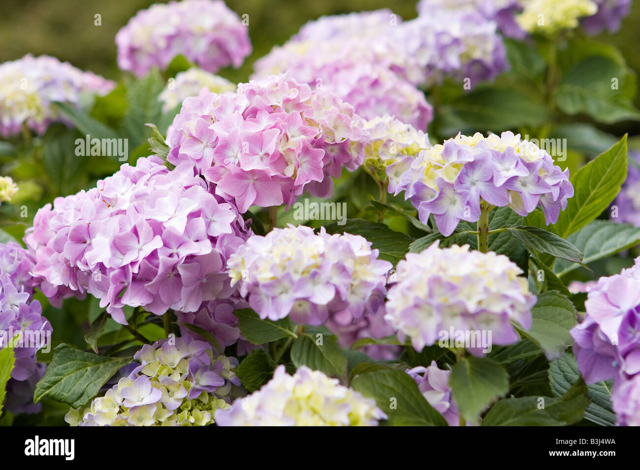 Farbe lila und Zitrone Hydrangea blüht Stockfoto