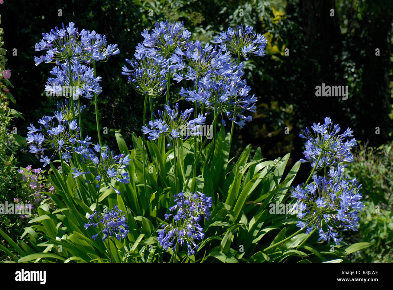 African Blue lily Agapanthus africanus Blumen beleuchtete in einem Garten Stockfoto