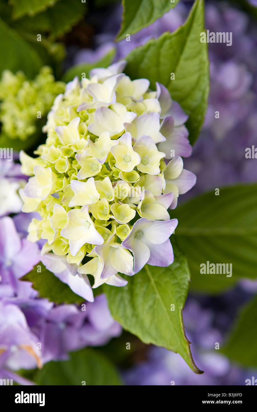 Farbe lila und Zitrone Hydrangea blüht Stockfoto