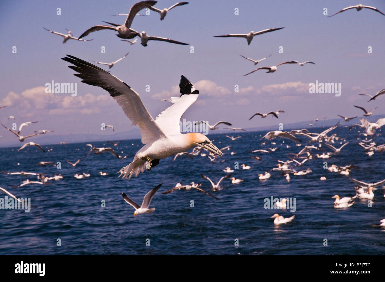 Gannet Sula Bassana über Wasser fliegen. Stockfoto