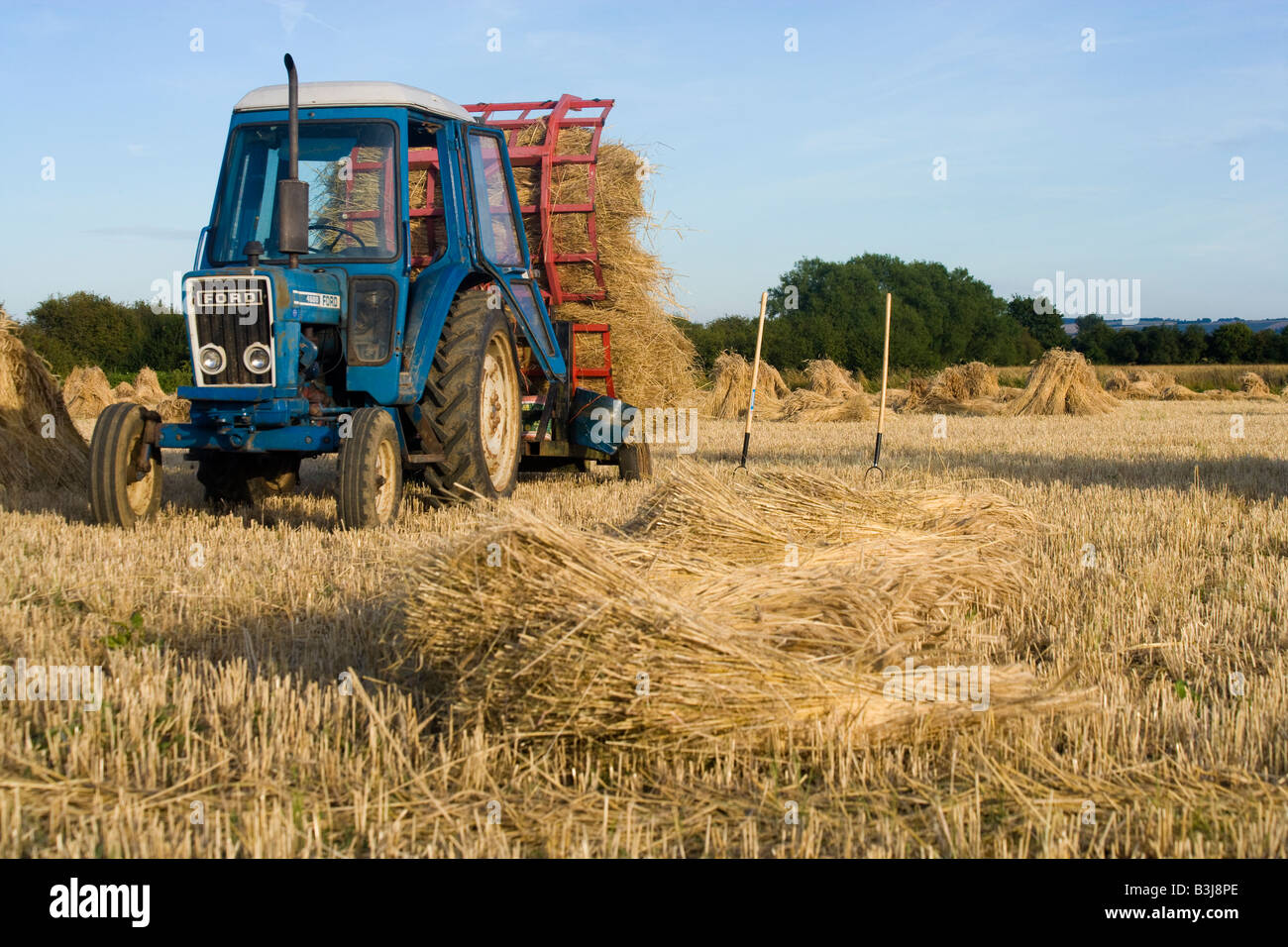 Oxfordshire Weizenfeld mit einem Traktor zum Verschieben der lange stemmed Ernte für thatching verwendet. Stroh wird in Schrankfächern oder Stooks getrocknet. Stockfoto