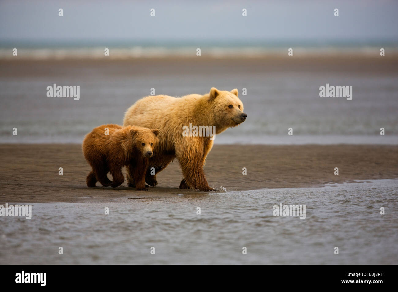 Ein Grizzlybär Sau mit Cub Lake-Clark-Nationalpark, Alaska Stockfoto