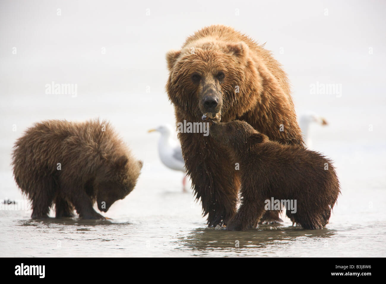 Ein Grizzlybär Sau mit jungen Lake-Clark-Nationalpark, Alaska Stockfoto