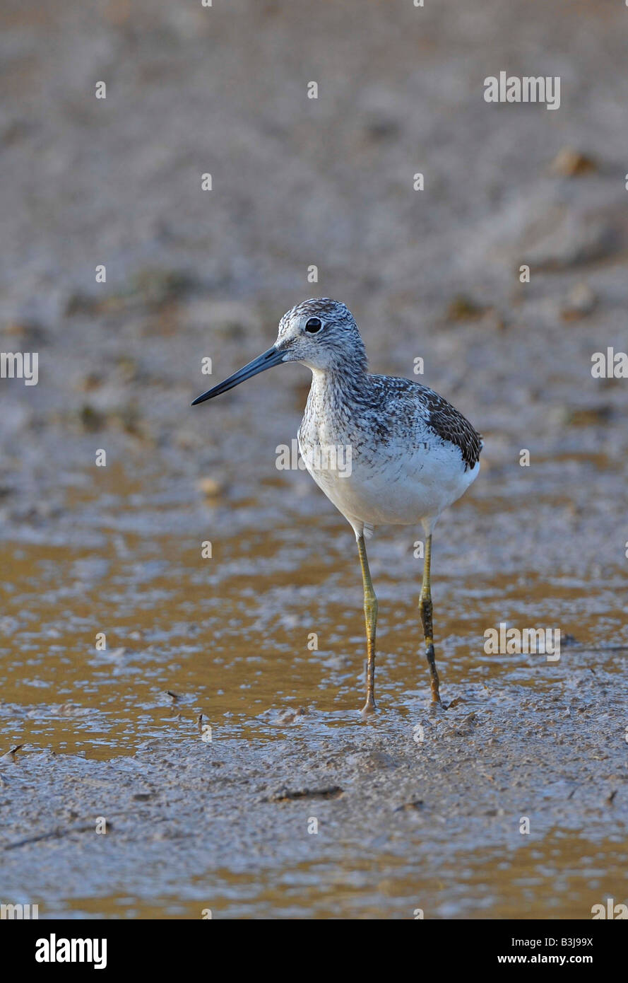 GRÜNSCHENKEL Tringa Nebularia in Salzwiesen Schlamm. Französisch: Chevalier Aboyeur Deutsch: Grünschenkel Spanisch: Archibebe Claro Stockfoto