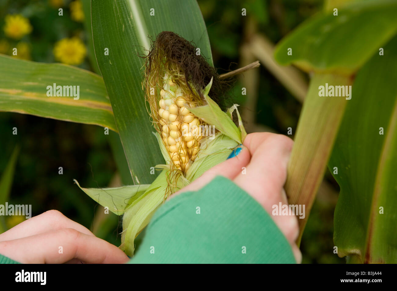 Mais für Tierfutter in Frankreich oder ist es für Bio-Kraftstoffe angebaut Stockfoto