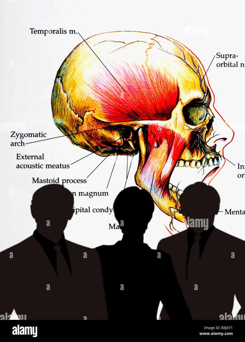 Medizinstudenten computergenerierte menschlicher Schädel Illustration studieren Stockfoto