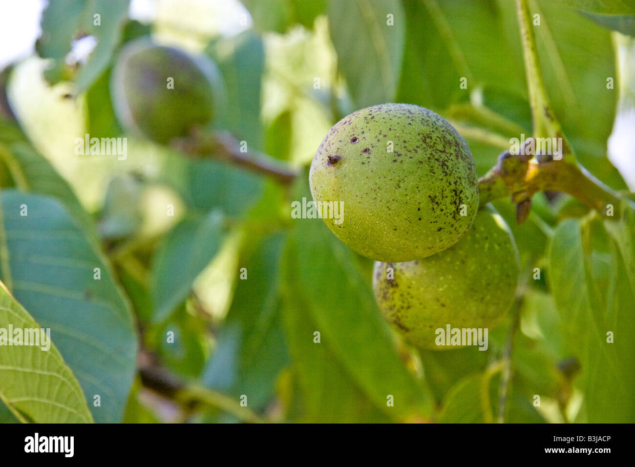 biologisch, biologische Walnuss, Walnuss Baum Baum Zweig grün braun Holz Blatt überlässt abzuholen, zu sammeln, um August abholen Stockfoto