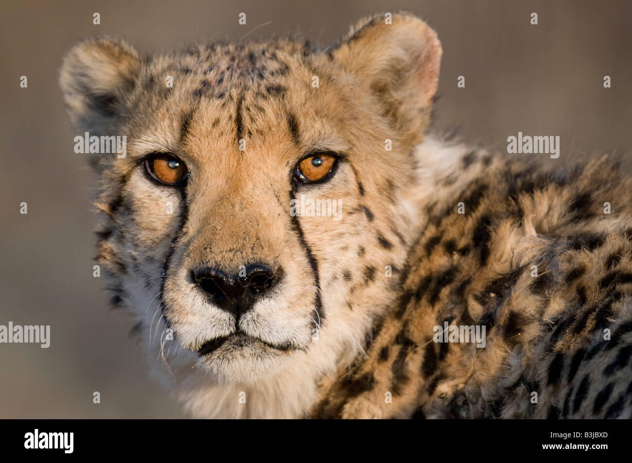 Leopard, Okonjima, Namibia Stockfoto