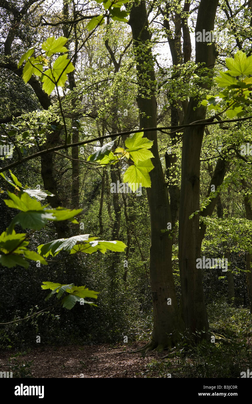 Ahorn-Blätter und buchen, die Pinienwälder (Woodland Trust), Woodhall Spa, Lincolnshire, England Stockfoto