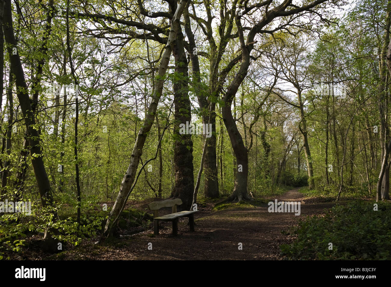 Wanderweg durch die Nadelwälder (Woodland Trust), Woodhall Spa, Lincolnshire, England Stockfoto