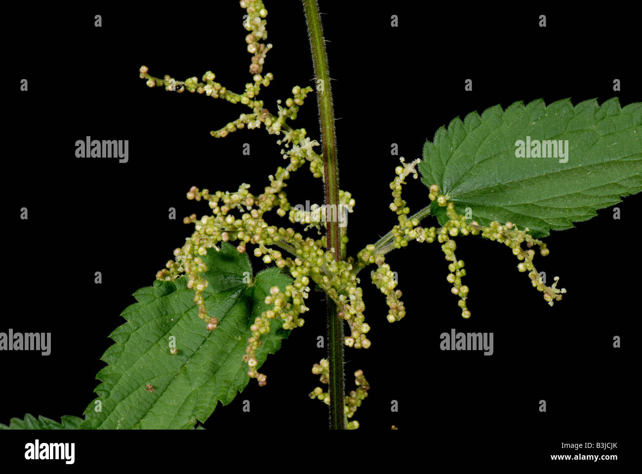 Blumen der Brennnessel Urtica Dioica bildet in der Blatt-Achse Stockfoto