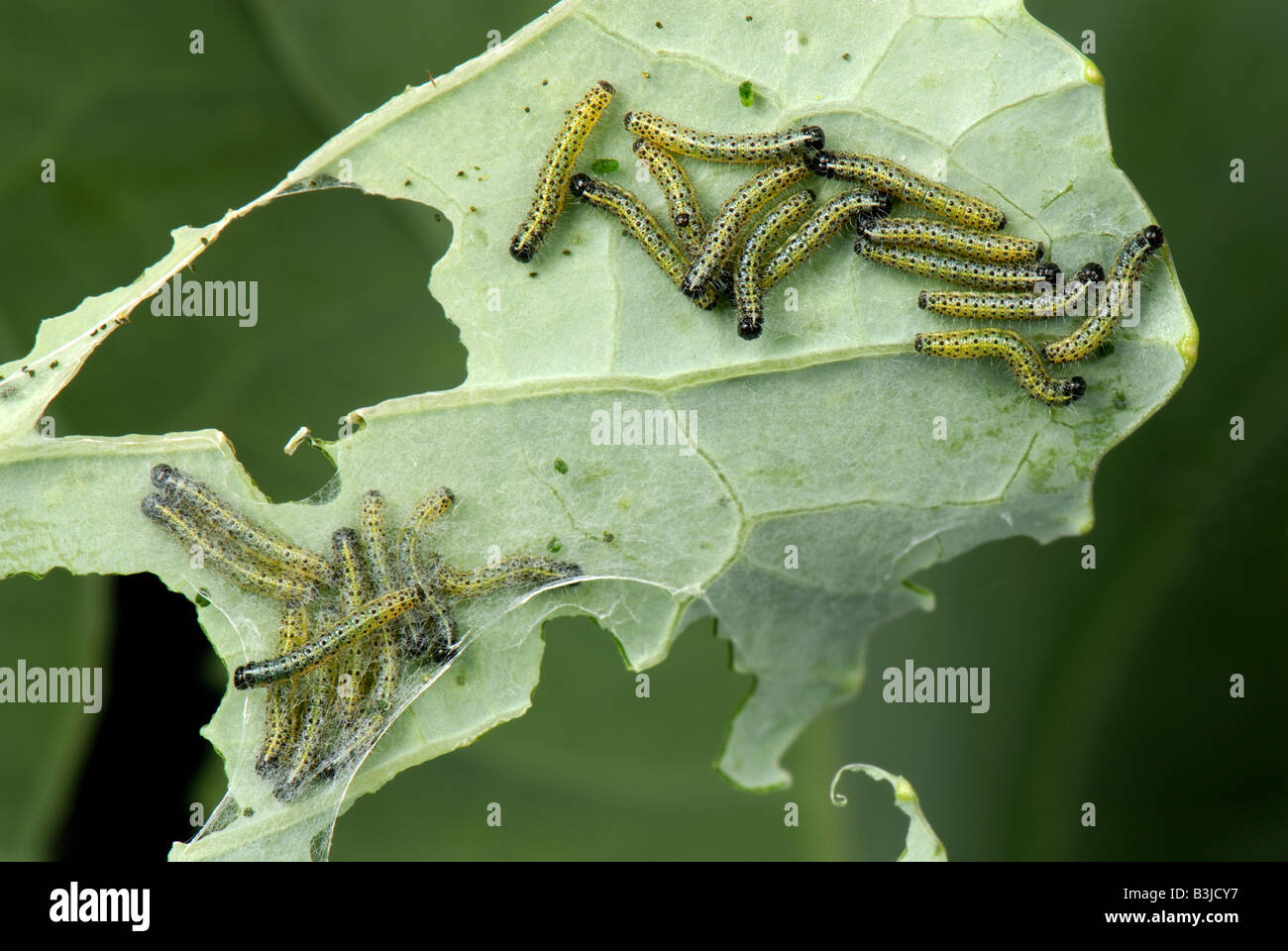 Junge Raupen von einem großen weißen Schmetterling Pieris Brassicae auf eine beschädigte Kohlblatt Stockfoto