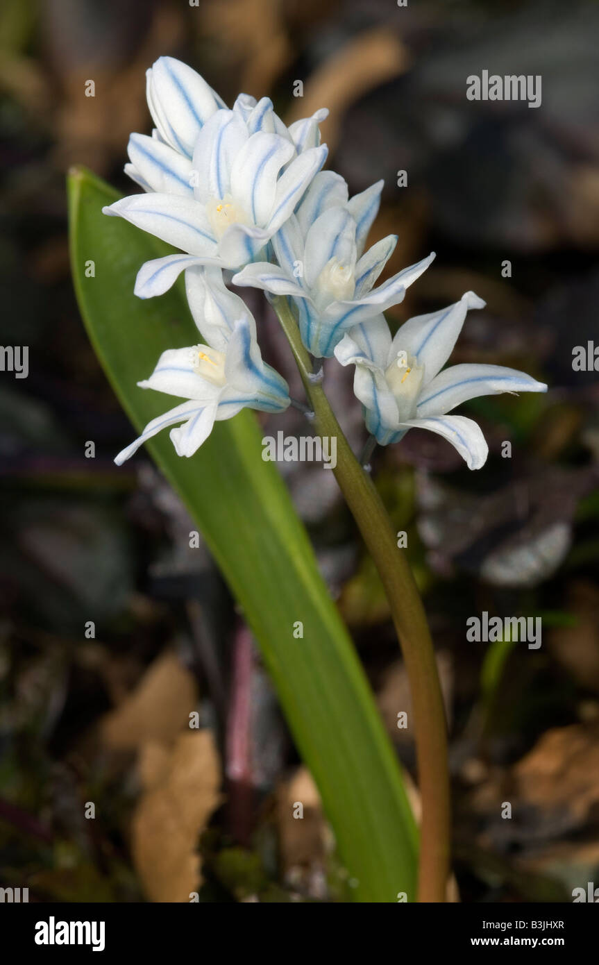 Nahaufnahme der Sibirische Blaustern Scilla sibirica Stockfoto