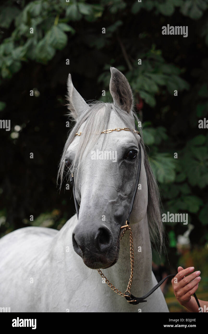 Arabisches Pferd Stockfoto