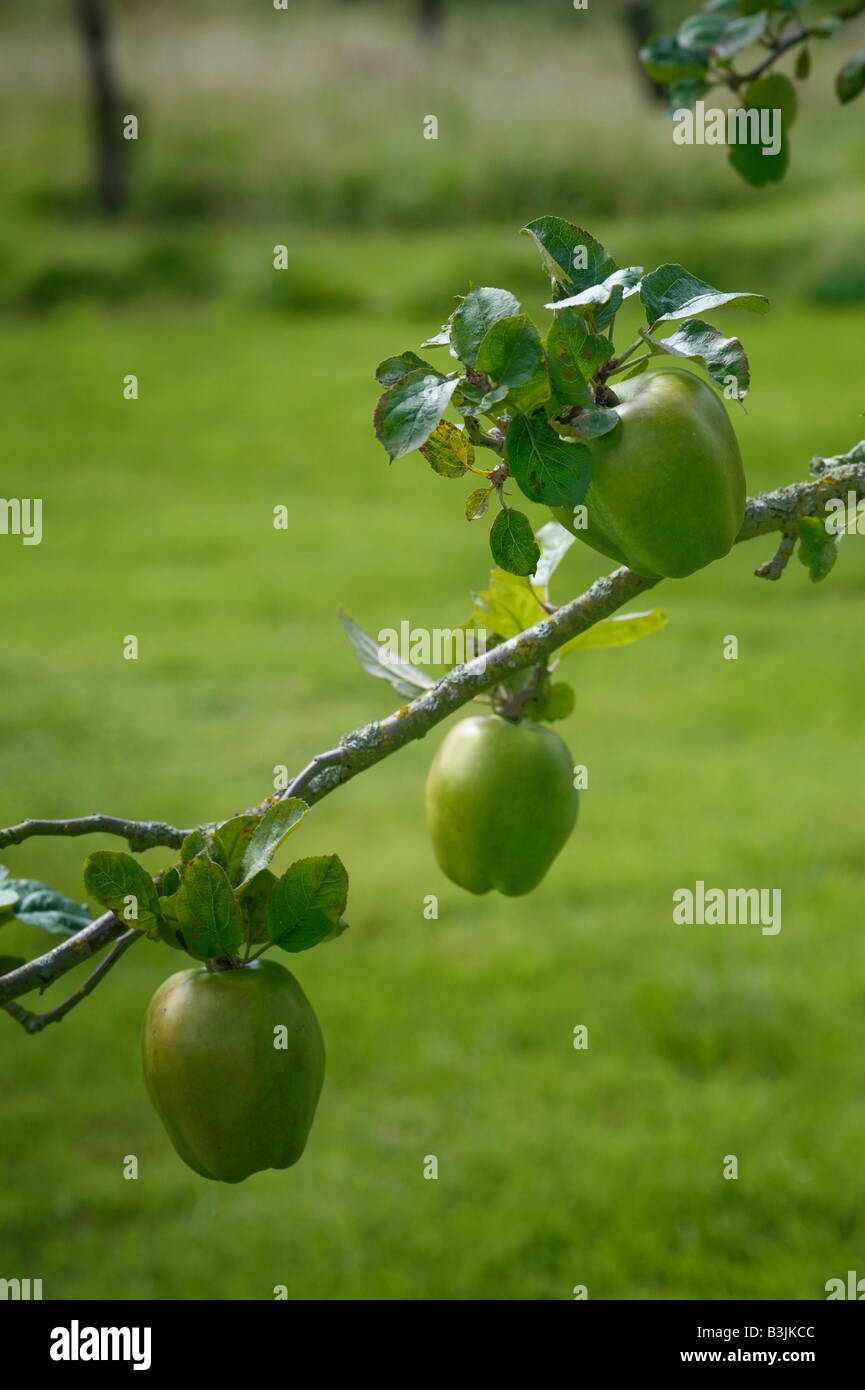 Äpfel wachsen in einem englischen Obstgarten. Die Vielfalt ist Katzenkopf, eine alte englische Sorte Stockfoto