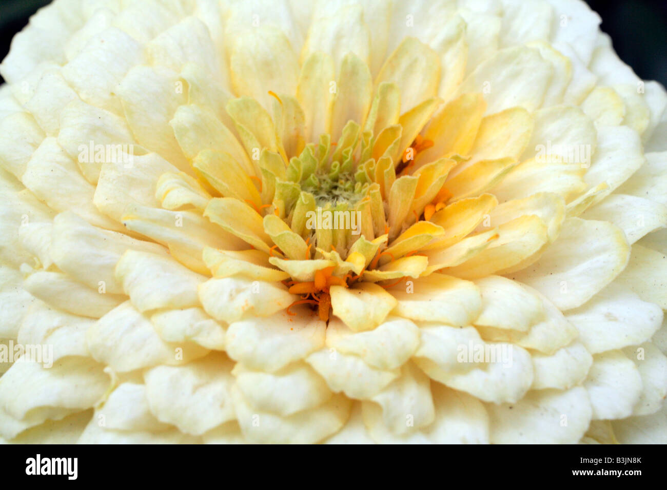 CREME ZINNIA ELEGANS BLUME, NAHAUFNAHME Stockfoto