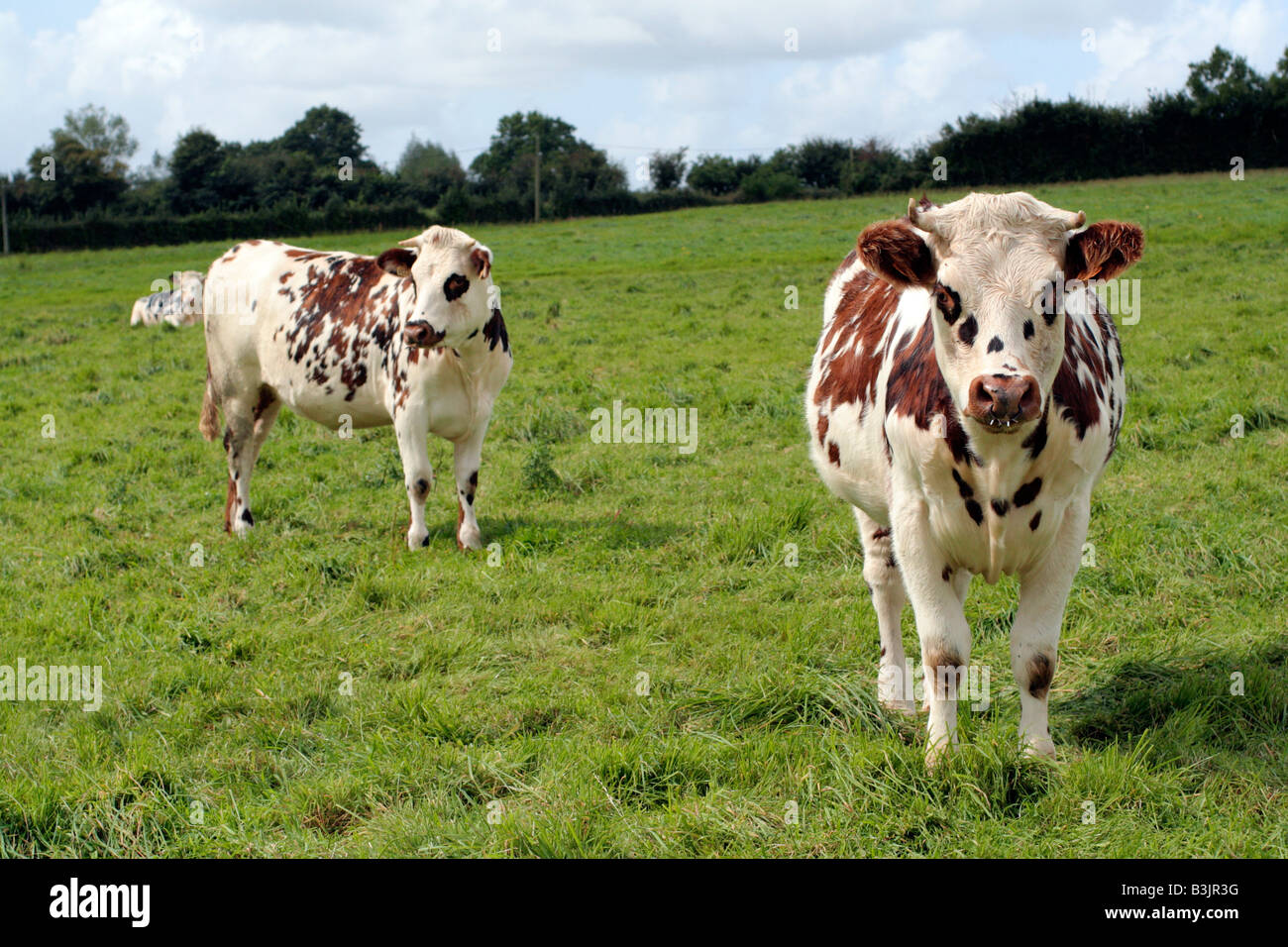 Normande rinder Fotos und Bildmaterial in hoher Auflösung Alamy