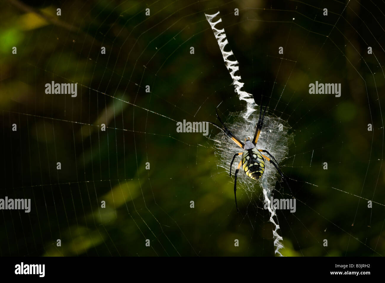 Eine Schwarz-gelbes Orb Web-Spider wartet Frühstück auf s-Bahn in den Wäldern des südlichen Missouri USA Stockfoto
