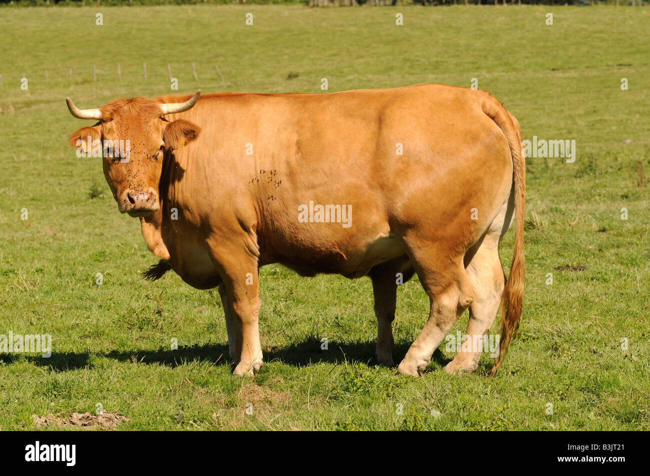 Eine Herde Kühe in Correze, zentralen Region von Frankreich berühmt für seine Kühe Fleischqualität. Diese Kühe werden als Limousinen bezeichnet. Stockfoto