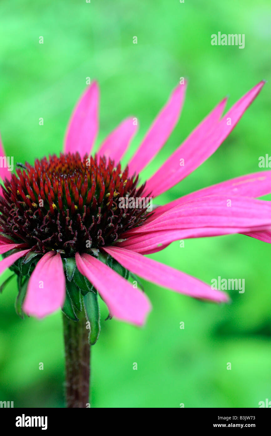 ECHINACEA PURPUREA FATAL ATTRACTION Stockfoto