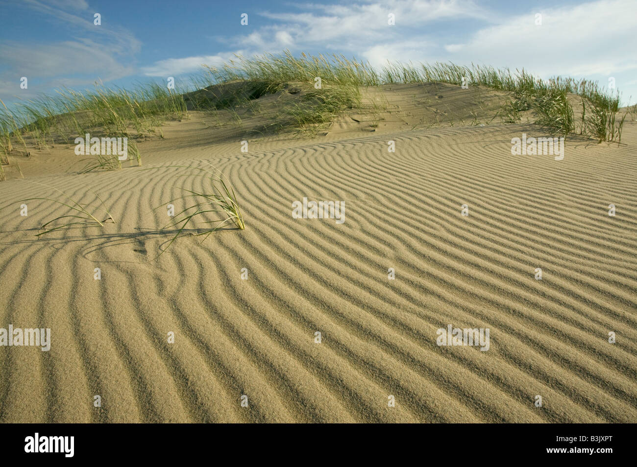 Parnidis Düne in der Nähe von Nida in Kurische spucken Nationalpark Ostsee Küste von Litauen Stockfoto