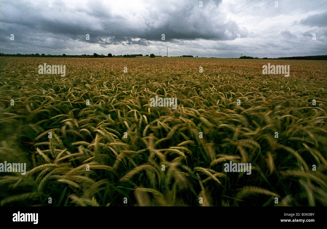 Frankreich-A-Feld des Weizens im nördlichen Frankreich 2008 Stockfoto