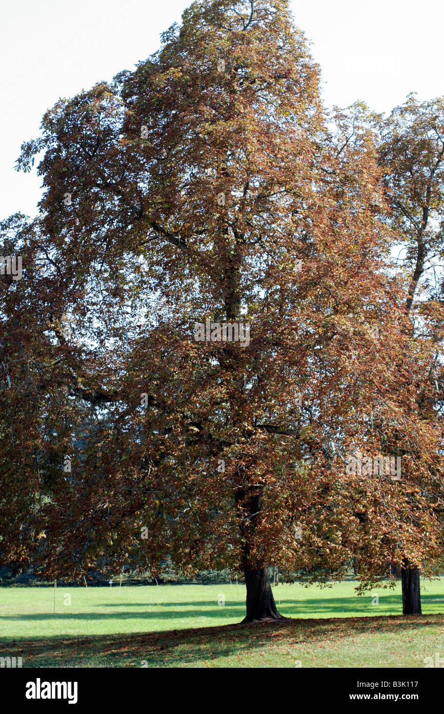 ROSSKASTANIE AESCULUS HIPPOCASTANUM BAUM ZEIGT STARKE ENTLAUBUNG VERURSACHT DURCH BLATT BERGBAU MOTH CAMERARIA OHRIDELLA Stockfoto