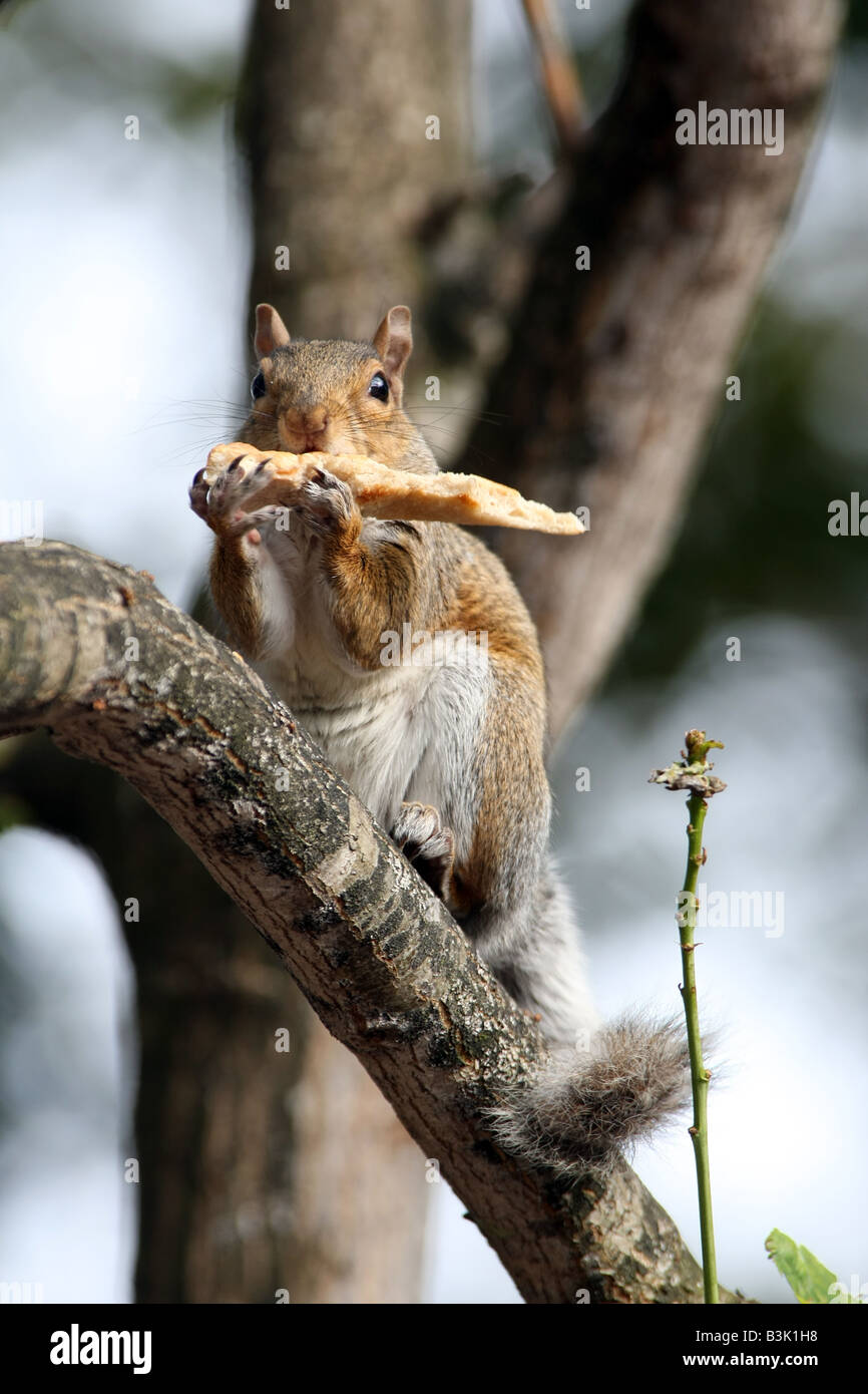 Eine graue Eichhörnchen auf dem Ast eines Baumes essen ein großes Stück Brot, die es aus einer Mülltonne in Großbritannien aufgeräumt hat Stockfoto