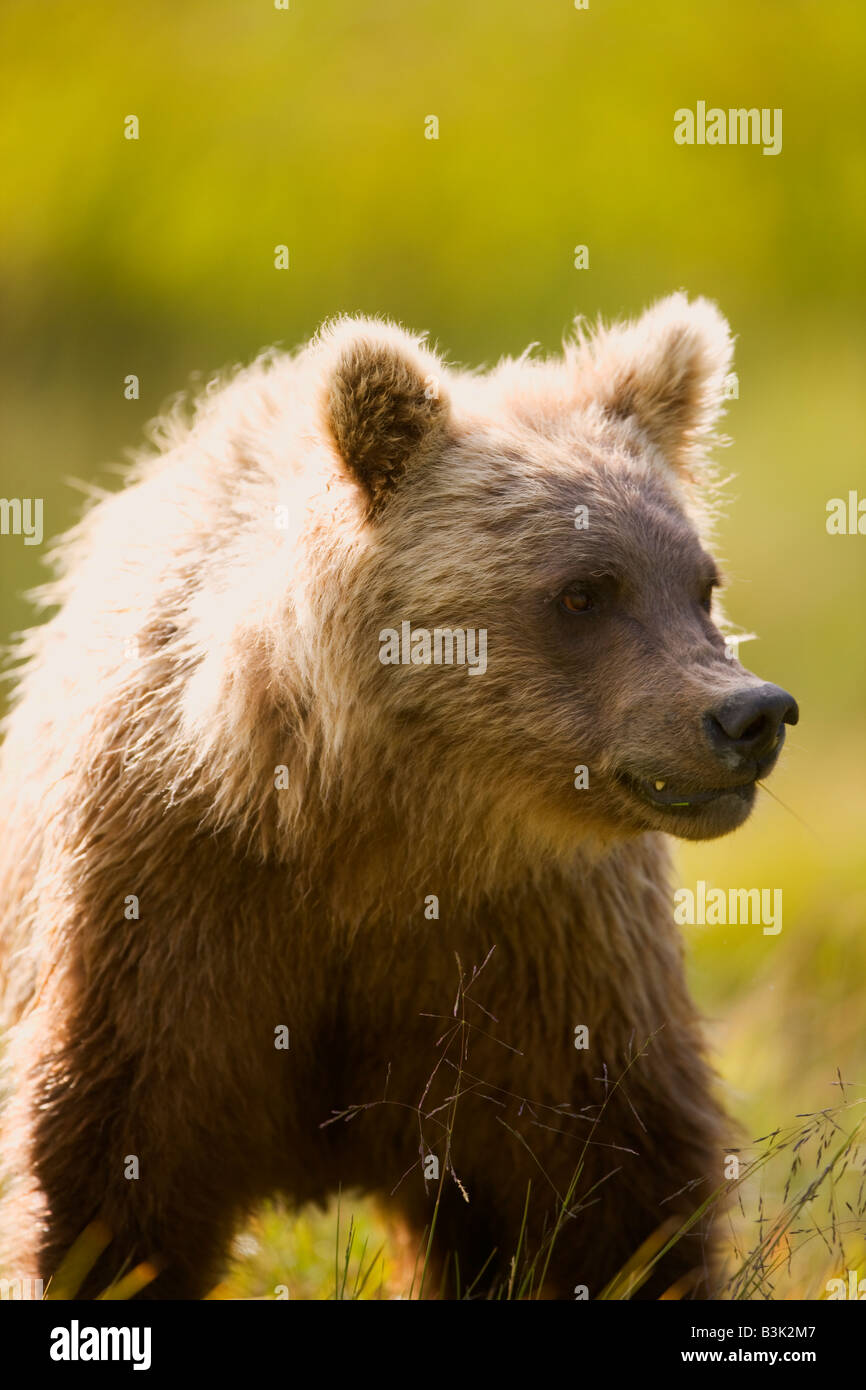 Ein braun oder Grizzly Bear Lake Clark National Park Alaska Stockfoto