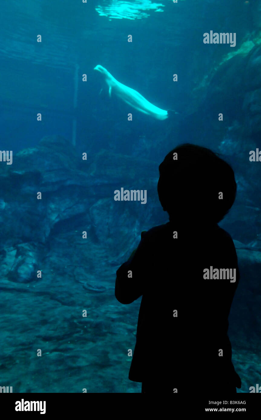 Beluga-Wal Delphinapterus Leucas gefangen Stockfoto