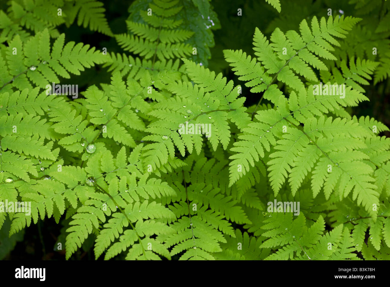 Farne Chugach National Forest Seward Alaska Stockfoto