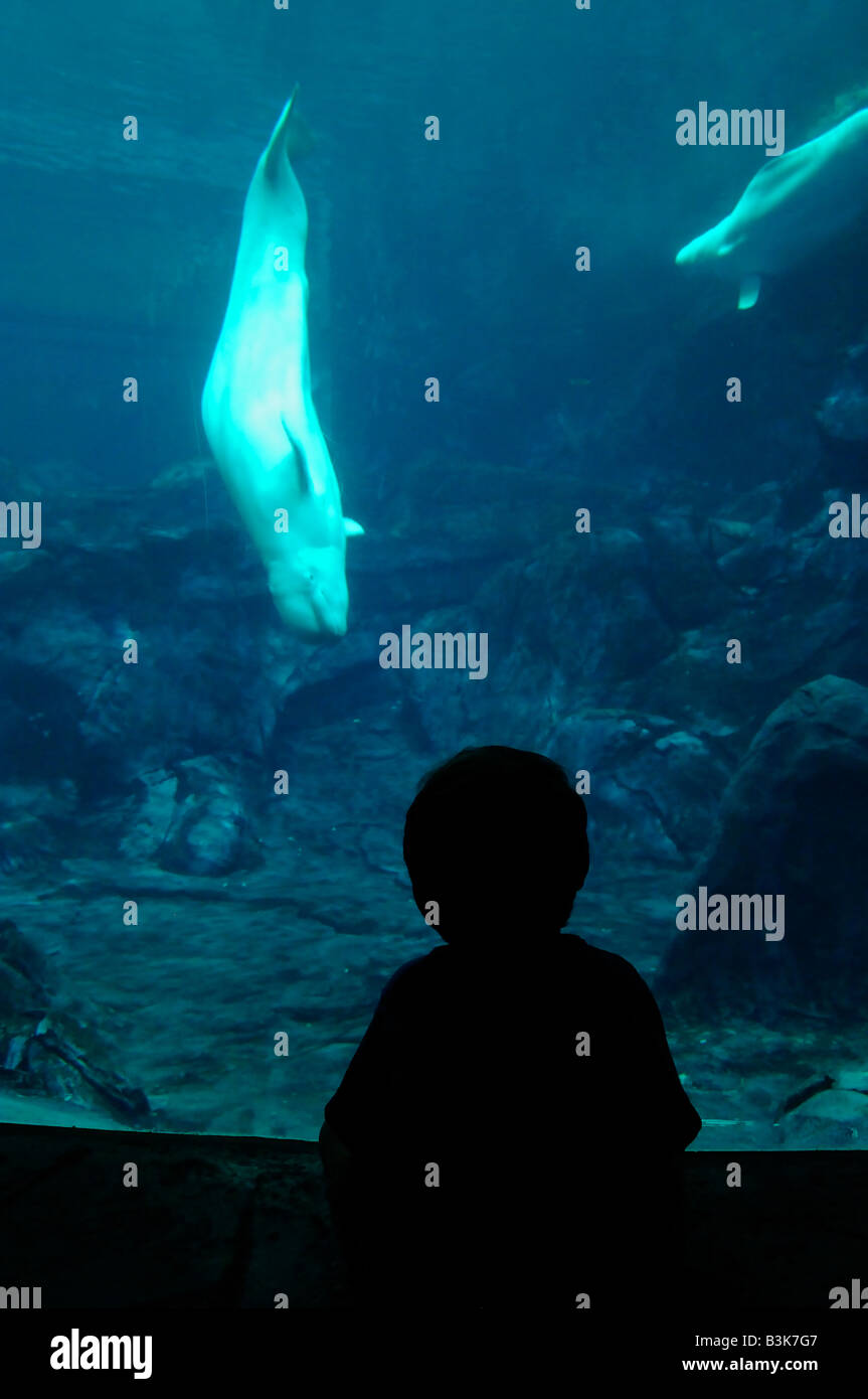 Beluga-Wal Delphinapterus Leucas gefangen Stockfoto