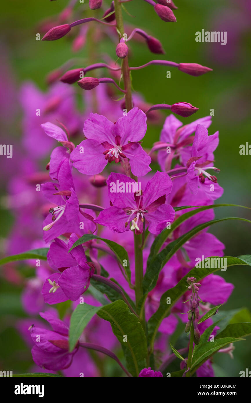 Weidenröschen Wildblumen Lake-Clark-Nationalpark, Alaska Stockfoto