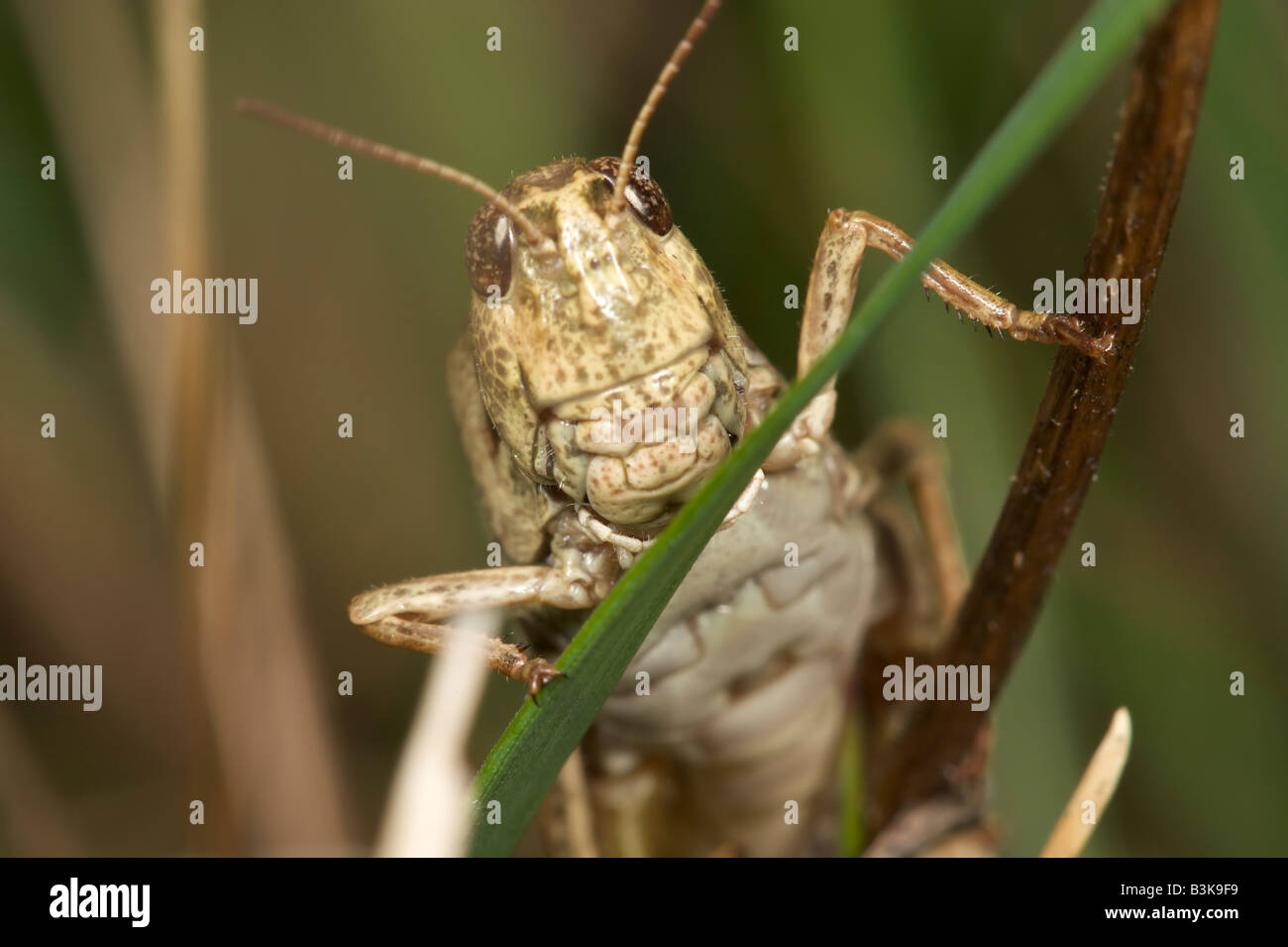 Ein Porträt einer kleinen Heuschrecke als es hält sich an einem Grashalm. Stockfoto