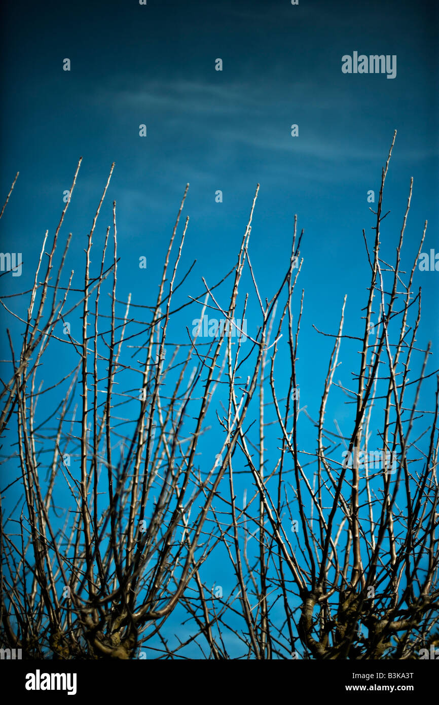 Zweige im Frühjahr Birnbaum Stockfoto