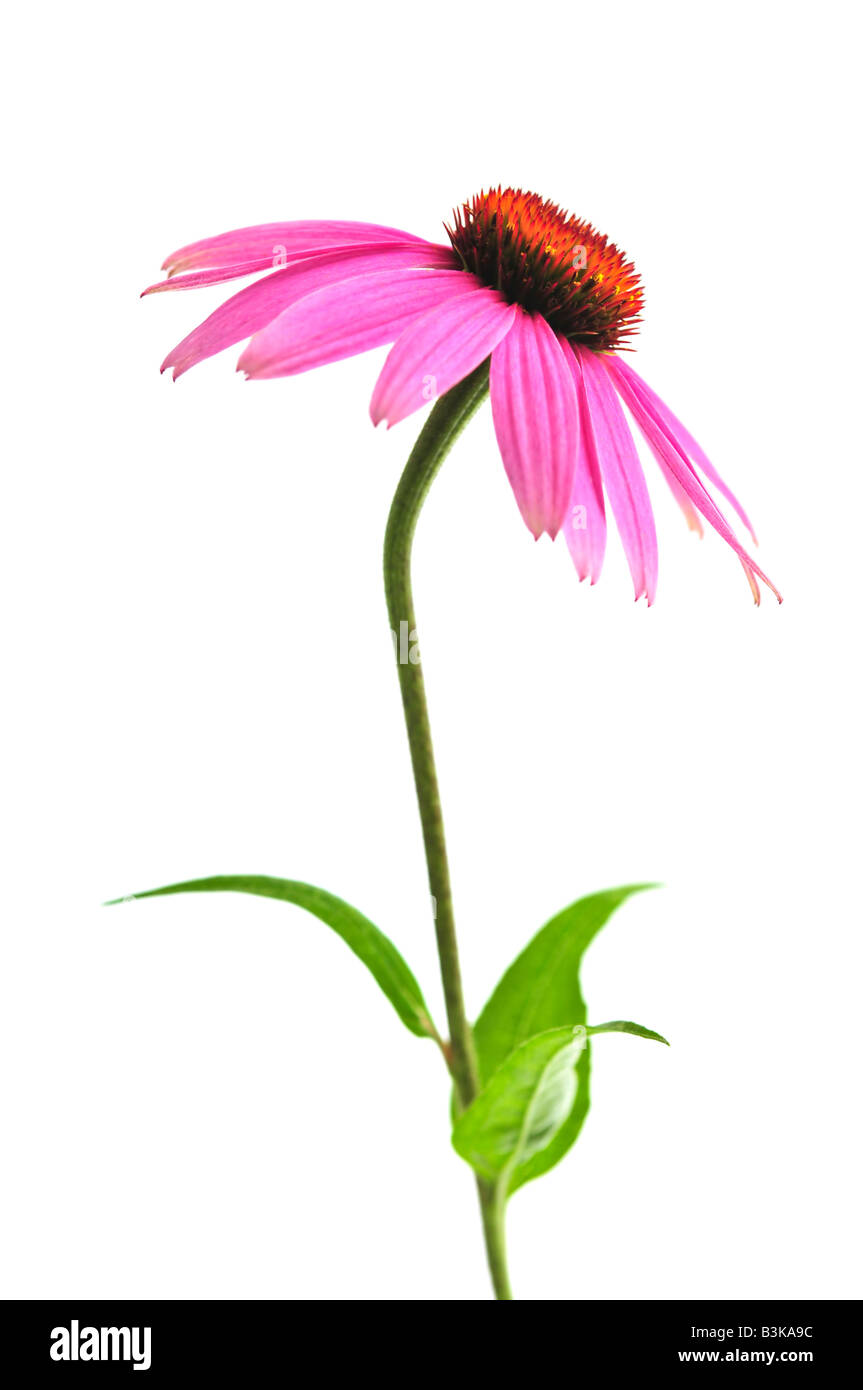 Blühende Heilpflanze Echinacea Purpurea oder Sonnenhut isoliert auf weißem Hintergrund Stockfoto